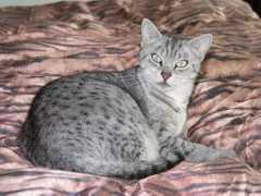 Gamil