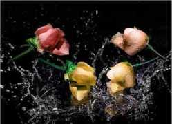 forums.graaam.com Ganaiem