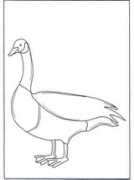 Gans