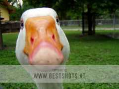 Gans