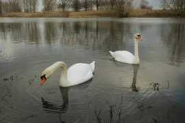 tg-photo.be Ganseman