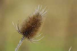 tg-photo.be Ganseman