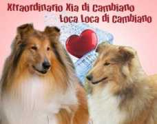 Garabelli