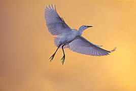 fotonatura.org Garcita