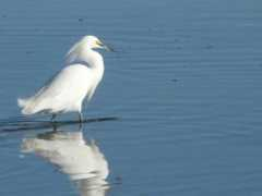 fotonatura.org Garcita