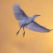 fotonatura.org Garcita