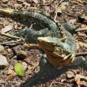 Garrobo