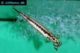 Gars