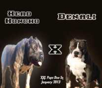 royalfamilybullies.com Honch