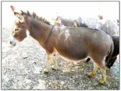 momsdonkeys.com Honeya