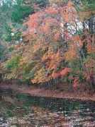 mayalassiter.com Honeymilk