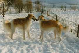 kolumbus.fi Honkoliini