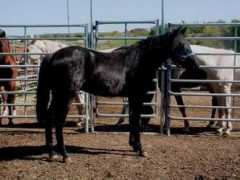 home.earthlink.net Honkytonk