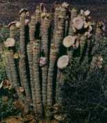 Hoodia