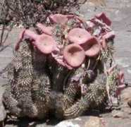 plantzafrica.com Hoodia