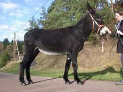 Hoofs