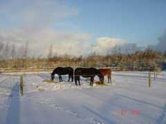 moellemarken.dk Hoppens