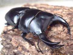 ww51.tiki.ne.jp Hosada