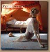 saluki.it Hosnia