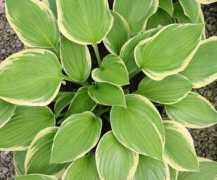 littlemarrowbone.com Hosta