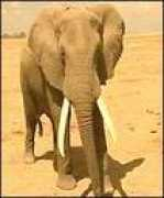 news.bbc.co.uk Hostettmann