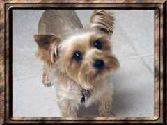 totallypetsbydave.com Howabout