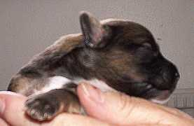 Hugoy
