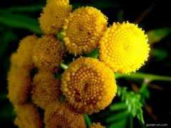 garden-en.com Huhuhu