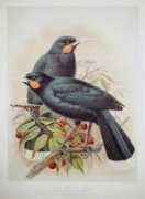 Huia