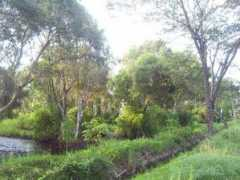 Hutan