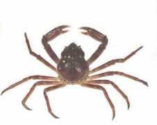marinespecies.org Hyas