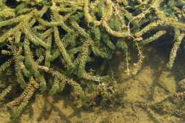 Hydrilla