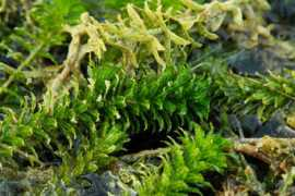Hydrilla