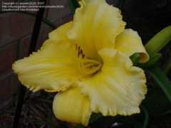 davesgarden.com Iamy