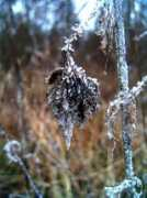 photoforum.ru Iceflower