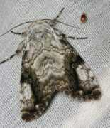 Icilia