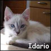 Idario