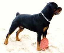 rottweilervonjuan.ch Ienzo