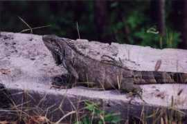 Iguane