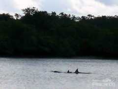 programapescando.com.br Ilarios