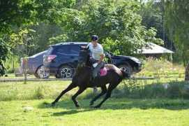 lemmikloom.delfi.ee Ilisson