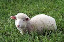 gedichte-lyrik-poesie.de Ilittle