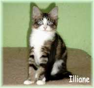 Illiane