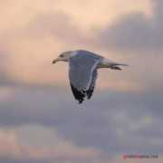 grafamania.net Ilsink