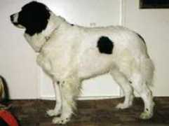 personal.inet.fi Inando