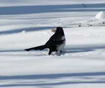 Inaw
