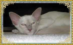 catteryrelease.nl Inayoshi