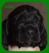 cocker-habbes.de Indiara