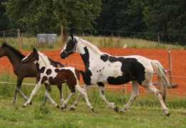ponygestuet-hahnenhof.de Inola