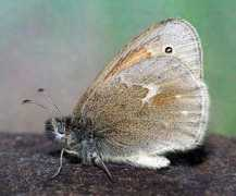 insectsofalberta.com Inornate